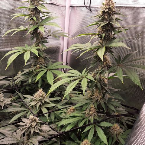 Pupil King growlog timeline photo