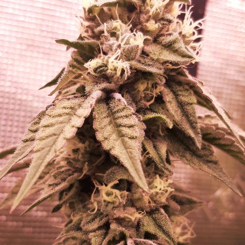 Deleted Scene growlog timeline photo