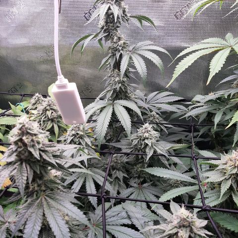 Deleted Scene growlog timeline photo