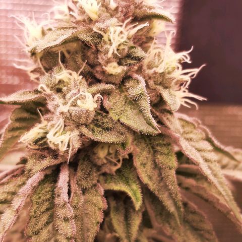Deleted Scene growlog timeline photo
