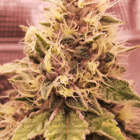 Pupil King growlog timeline photo