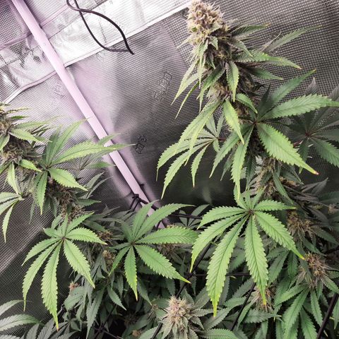 Pupil King growlog timeline photo