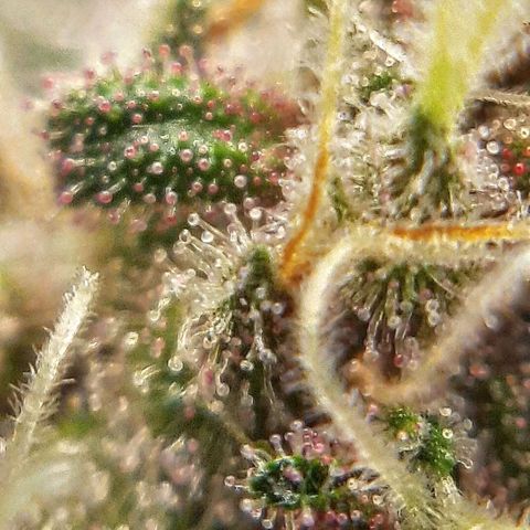 Tony Profit f3 (4) growlog timeline photo