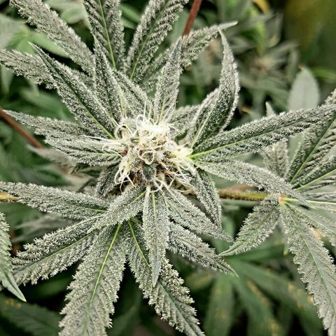 Tony Profit f3 (4) growlog timeline photo
