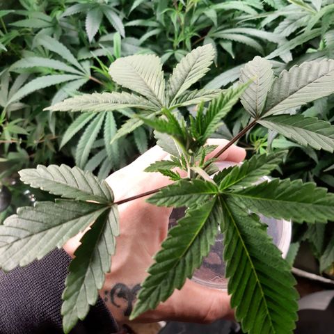 Pink Banana Trufflez growlog timeline photo