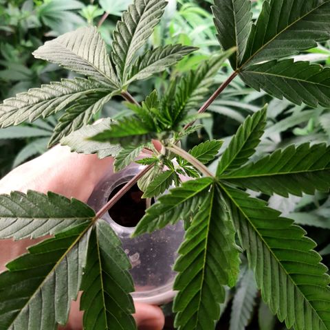 Pink Banana Trufflez growlog timeline photo