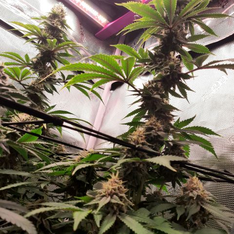 Pupil King growlog timeline photo
