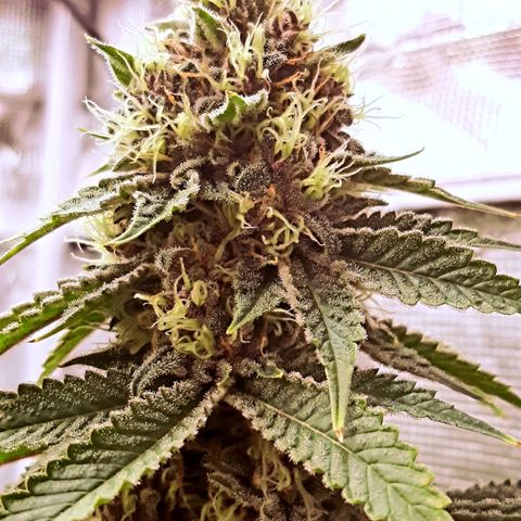Pupil King growlog timeline photo