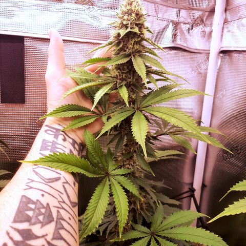 Pupil King growlog timeline photo