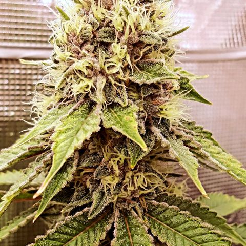 Pupil King growlog timeline photo