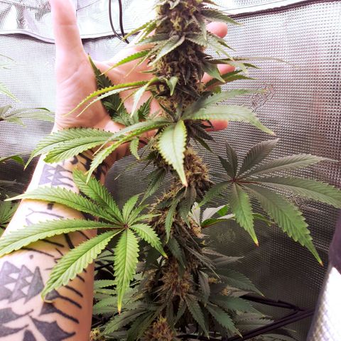 Pupil King growlog timeline photo