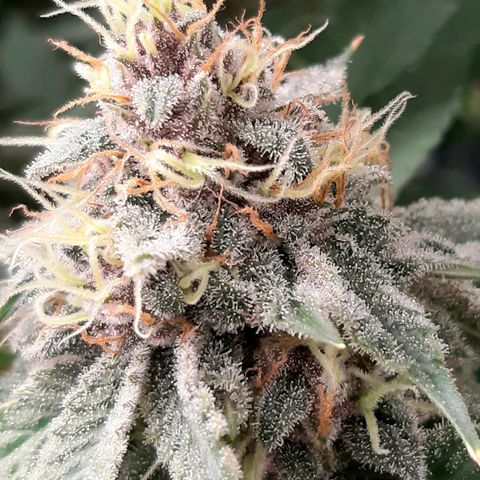 Pupil King growlog timeline photo