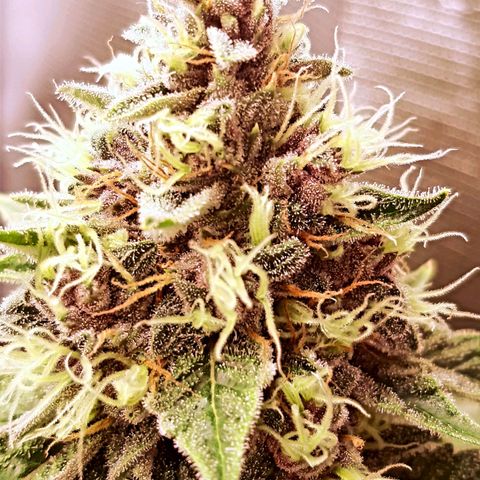 Pupil King growlog timeline photo
