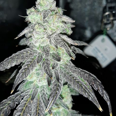 Krillans Kush  growlog timeline photo