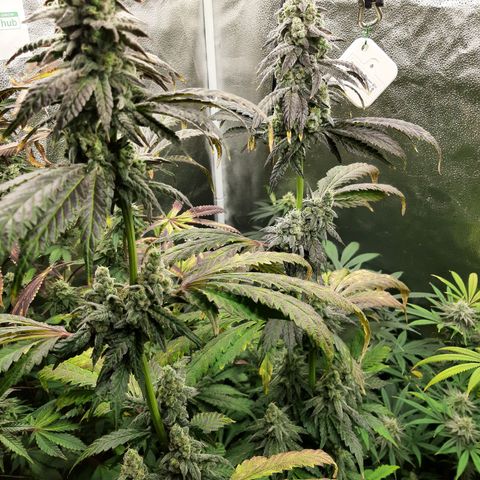 Krillans Kush  growlog timeline photo