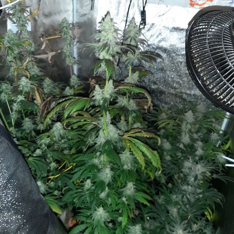 Krillans Kush  growlog timeline photo
