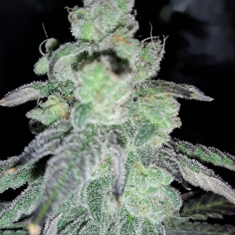 Krillans Kush  growlog timeline photo
