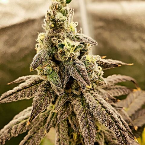Krillans Kush  growlog timeline photo