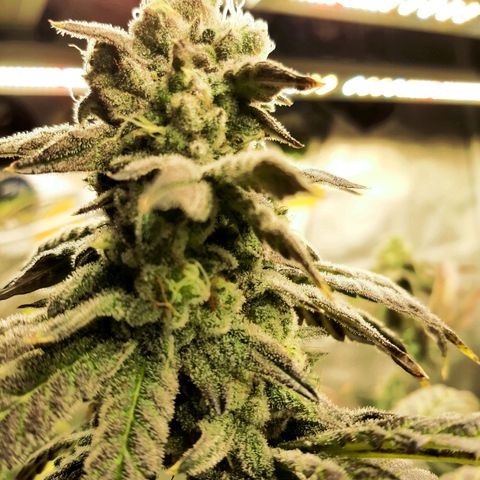Krillans Kush  growlog timeline photo