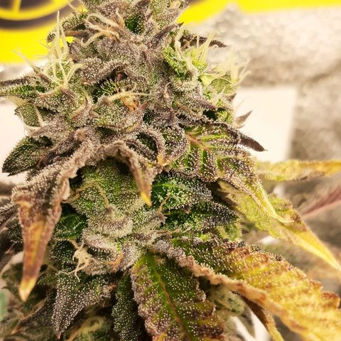 Pink Jelly growlog timeline photo