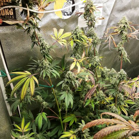Pink Jelly growlog timeline photo