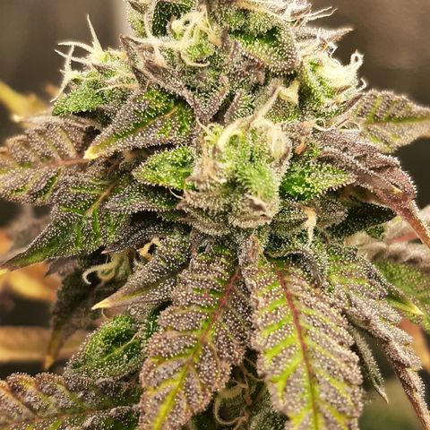 Pink Jelly growlog timeline photo
