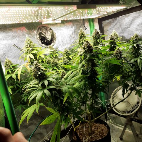 Chocolate Fire #2 growlog timeline photo