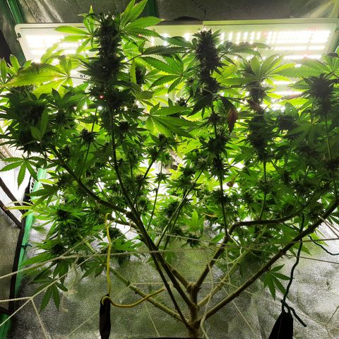 Chocolate Fire #2 growlog timeline photo