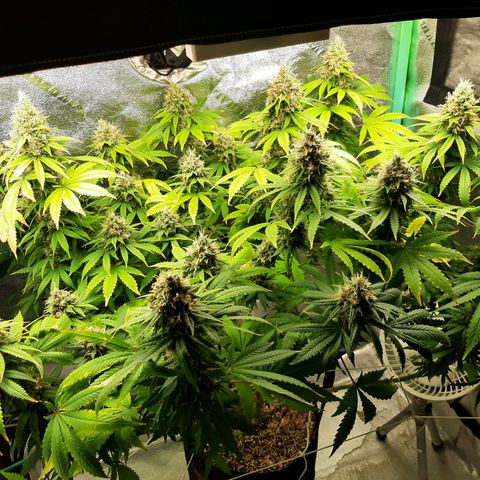 Chocolate Fire #2 growlog timeline photo
