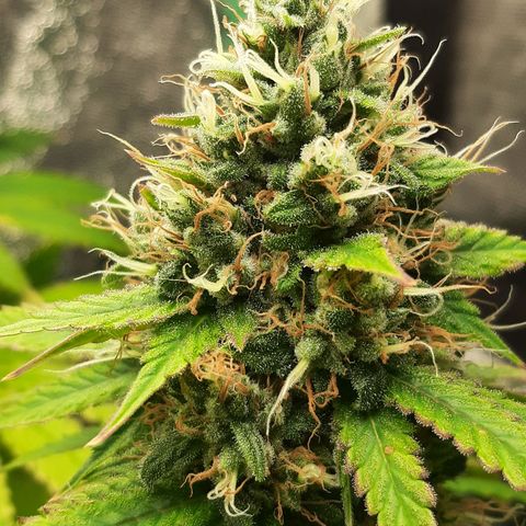 Chocolate Fire #2 growlog timeline photo
