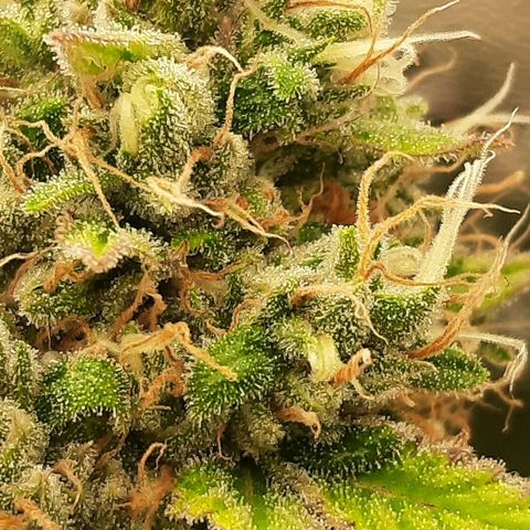 Chocolate Fire #2 growlog timeline photo