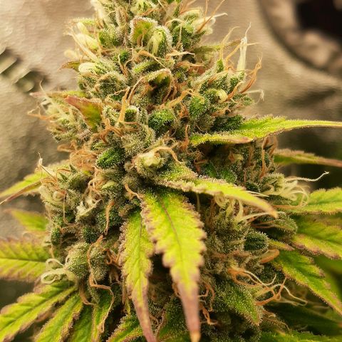 Chocolate Fire #2 growlog timeline photo