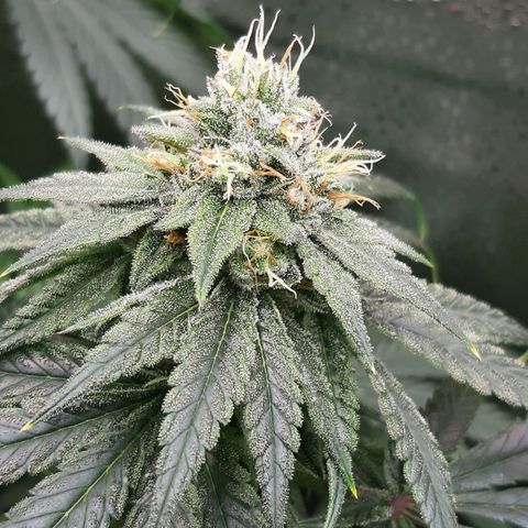 Black Queen Cookies growlog timeline photo