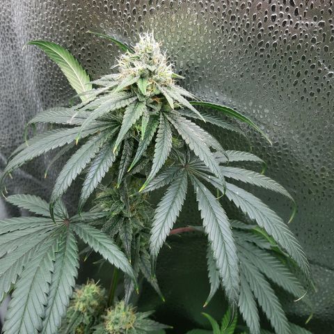 Black Queen Cookies growlog timeline photo
