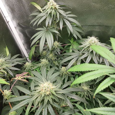 Black Queen Cookies growlog timeline photo