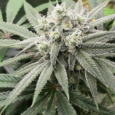 Tony Profit f3 (4) growlog timeline photo