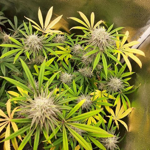 Tony Profit f3 (4) growlog timeline photo