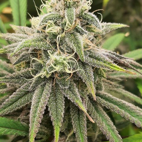 Tony Profit f3 (4) growlog timeline photo
