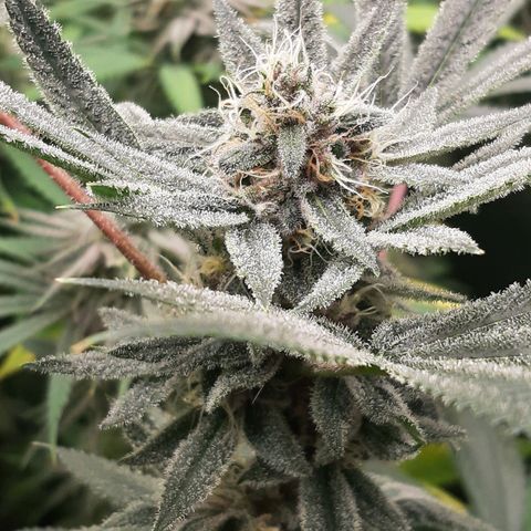 Tony Profit f3 (4) growlog timeline photo