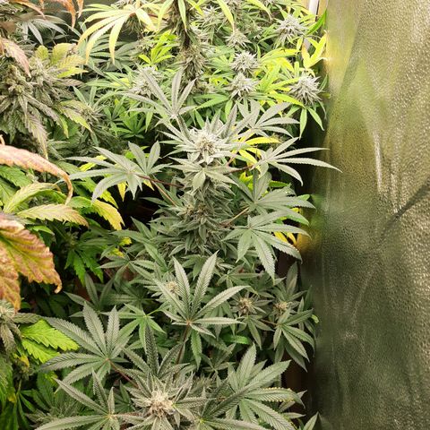 Tony Profit f3 (4) growlog timeline photo