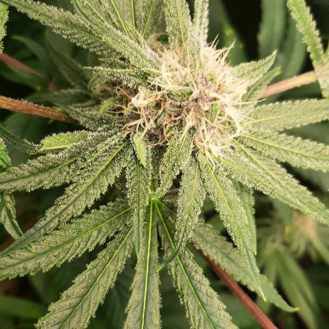 Tony Profit f3 (4) growlog timeline photo