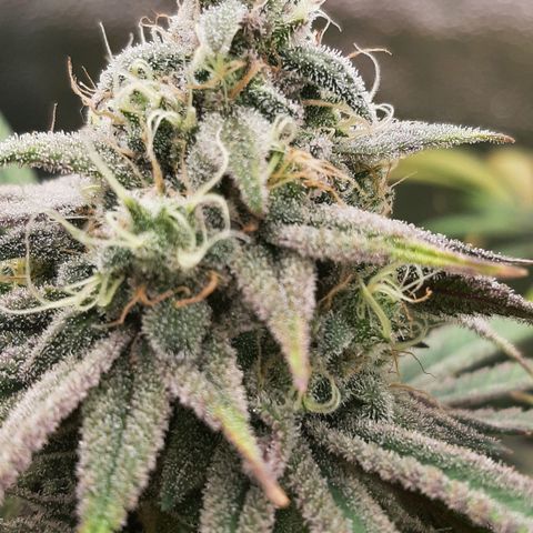 Tony Profit f3 (4) growlog timeline photo