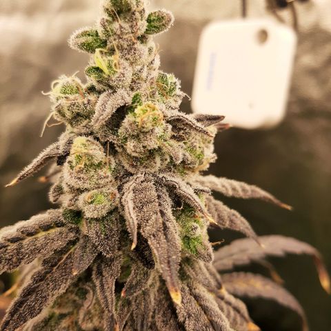 Krillans Kush  growlog timeline photo