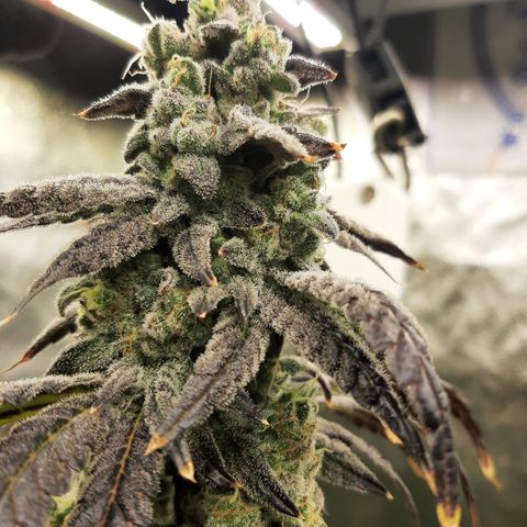 Krillans Kush  growlog timeline photo