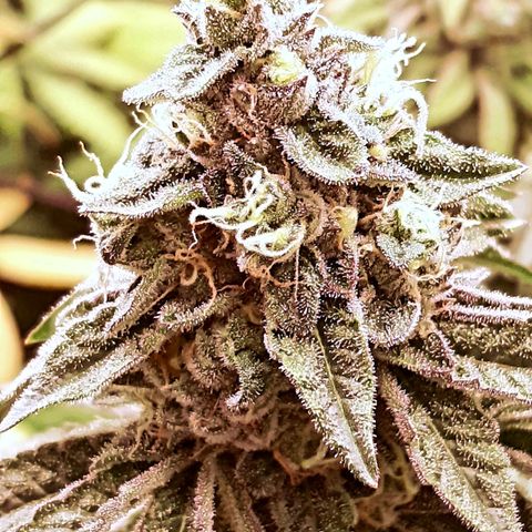 Deleted Scene growlog timeline photo