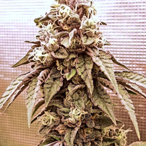 Deleted Scene growlog timeline photo