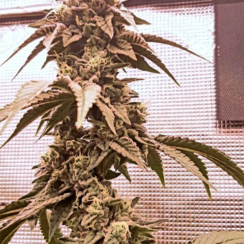 Deleted Scene growlog timeline photo