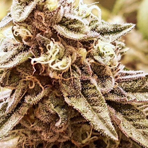 Deleted Scene growlog timeline photo