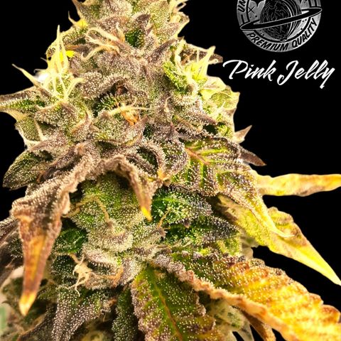 Pink Jelly growlog timeline photo
