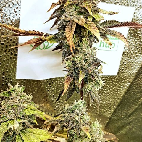 Pink Jelly growlog timeline photo